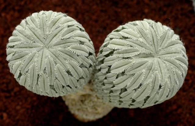 Pelecyphora_aselliformis_1